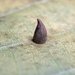 Caryomyia caryaecola