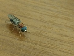 Sarginae