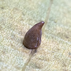 Caryomyia caryaecola