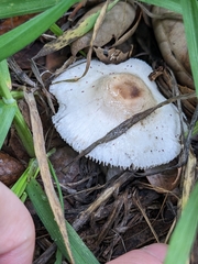 Lepiota castaneidisca