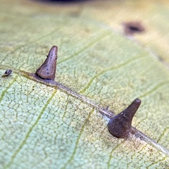 Caryomyia caryaecola