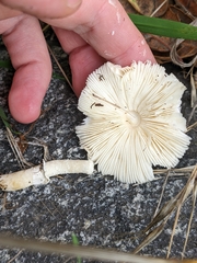 Lepiota castaneidisca