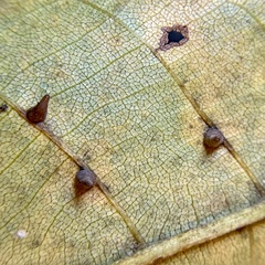 Caryomyia caryaecola