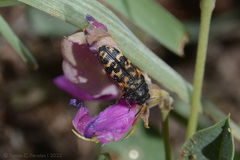 Acmaeoderini