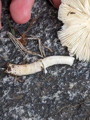 Lepiota castaneidisca