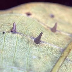 Caryomyia caryaecola