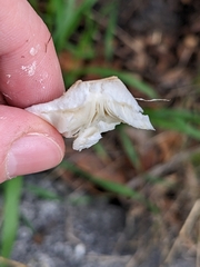 Lepiota castaneidisca
