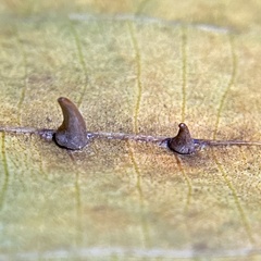 Caryomyia caryaecola