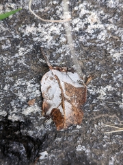 Lepiota castaneidisca