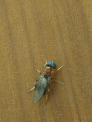Sarginae