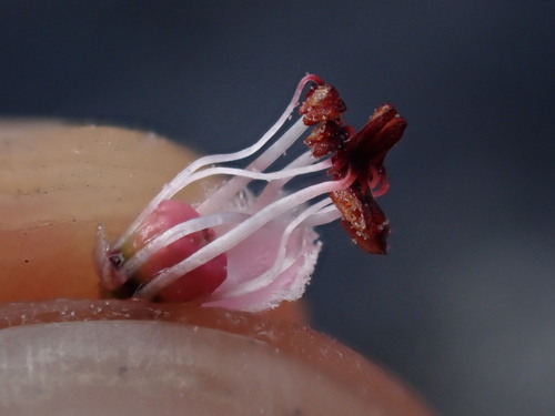 Image of Erica modesta by (c) Ren Hoekstra, some rights reserved (CC BY)