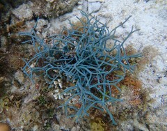 Callyspongia samarensis