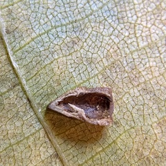 Caryomyia caryaecola