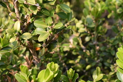 Buxus microphylla