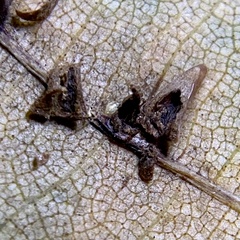 Caryomyia caryaecola