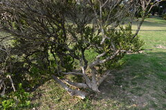 Buxus microphylla