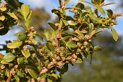Buxus microphylla