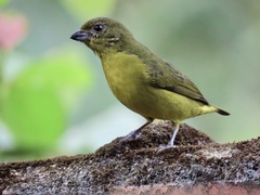 Euphonia laniirostris