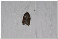 Acleris celiana