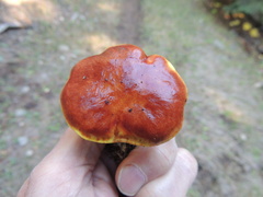 Suillus clintonianus