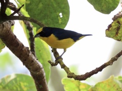 Euphonia laniirostris