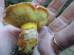 Suillus clintonianus