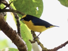 Euphonia laniirostris