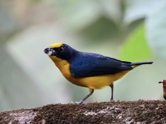 Euphonia laniirostris
