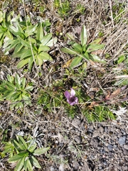 Gentianella cerastioides