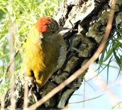 Dryobates passerinus