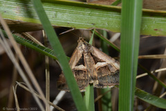 Melipotis bisinuata