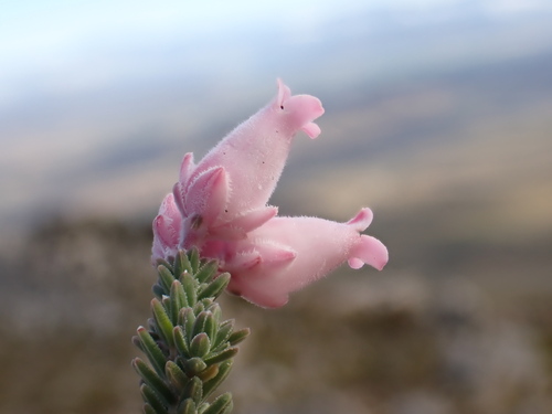 Image of Erica modesta by (c) Ren Hoekstra, some rights reserved (CC BY)