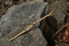 Tetanorhynchini