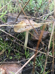 Bolbitius aleuriatus