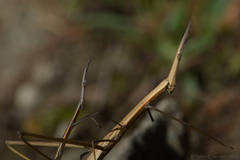 Tetanorhynchini