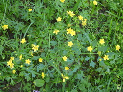 Ranunculus canus