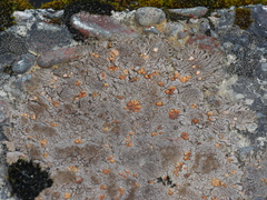 Protoblastenia rupestris