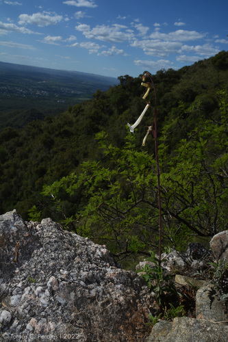 Sinningia tubiflora