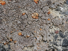 Protoblastenia rupestris