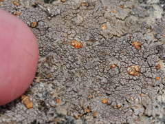 Protoblastenia rupestris