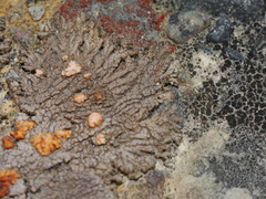 Protoblastenia rupestris