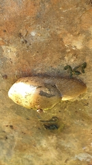 Drusia valenciennii