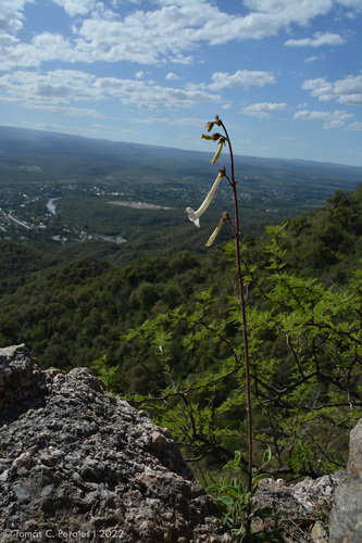 Sinningia tubiflora