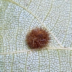 Caryomyia purpurea