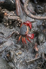 Neosarmatium fourmanoiri