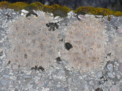 Protoblastenia rupestris