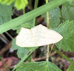 Scopula optivata