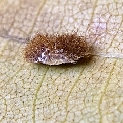 Caryomyia purpurea