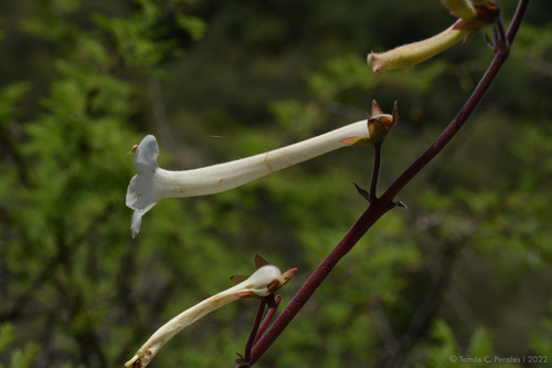 Sinningia tubiflora