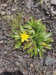Hypochaeris sessiliflora